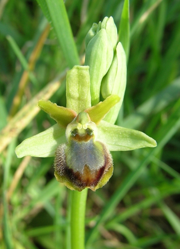 Ophrys e ibridi sull'' Appia Antica